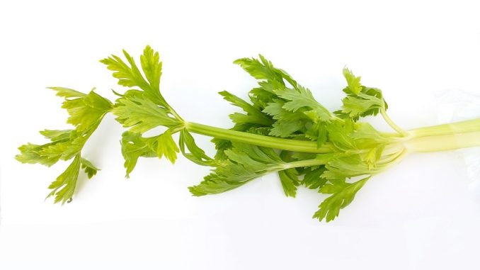 celery brain food celery brain food