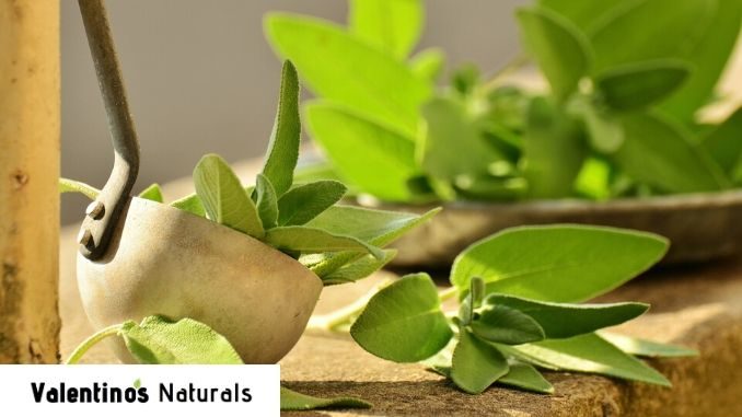 sage_brain_benefits sage brain benefits