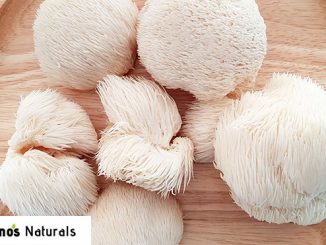lions mane mushroom nootropic review