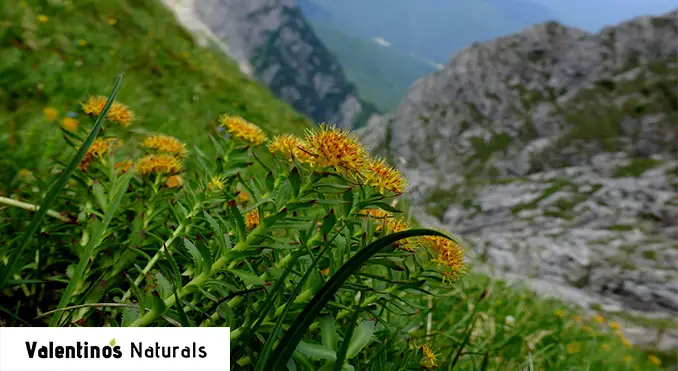 rhodiola_rosea_nootropic_featured rhodiola rosea nootropic review