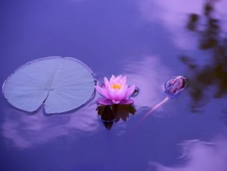 does meditation increase dopamine levels