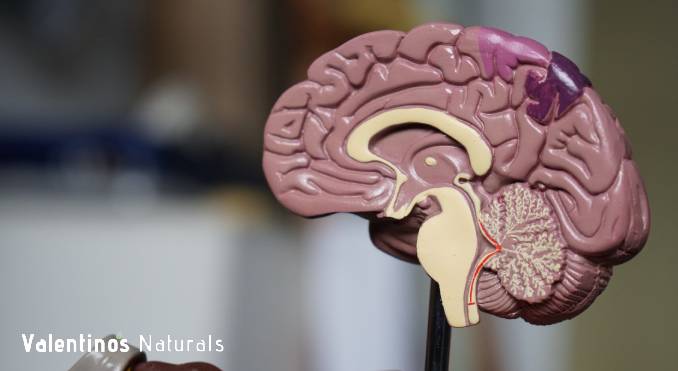 nootropics_that_cross_the_blood_brain_barrier Nootropics That Cross the Blood Brain Barrier