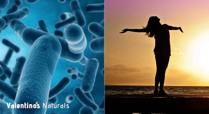 lactobacillus_and_serotonin_whats_the_connection Lactobacillus and Serotonin - What's the Connection?