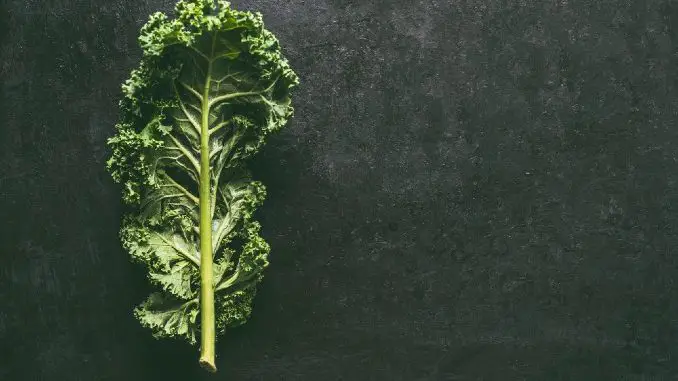 kale_brain_food-2 Kale Leaf